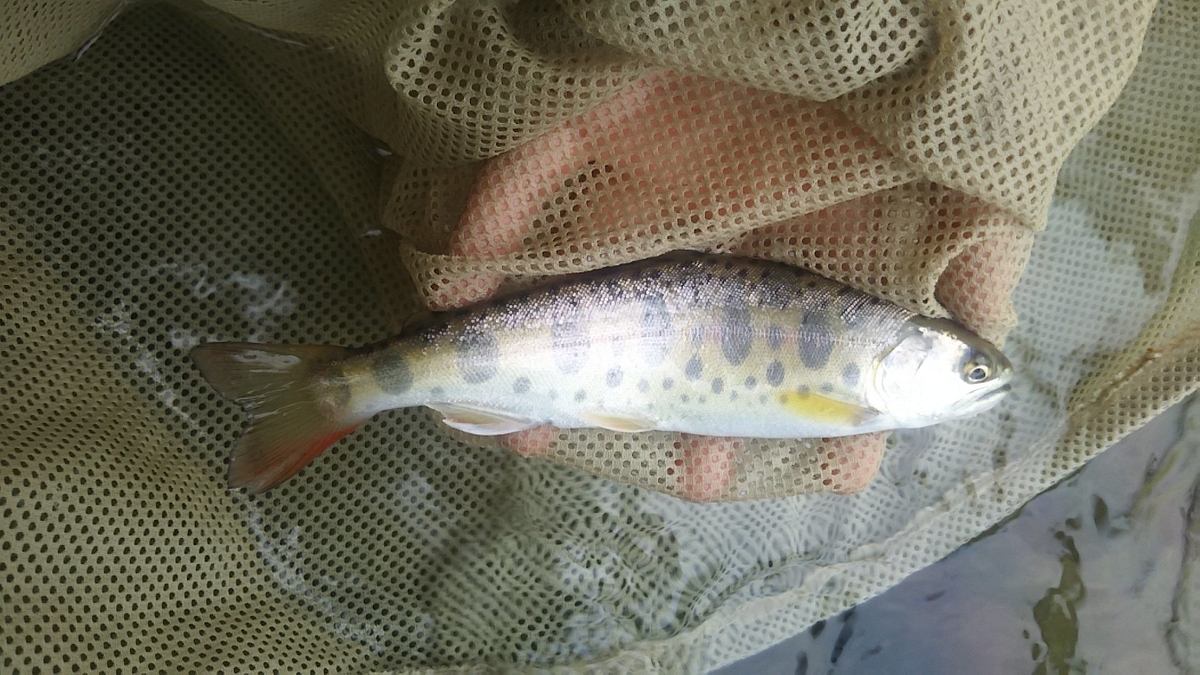 f:id:flyfisher417:20200608123207j:plain f:id:flyfisher417:20200608123207j:plain