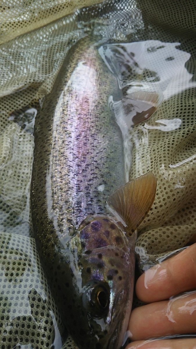 f:id:flyfisher417:20200608124153j:plain f:id:flyfisher417:20200608124153j:plain