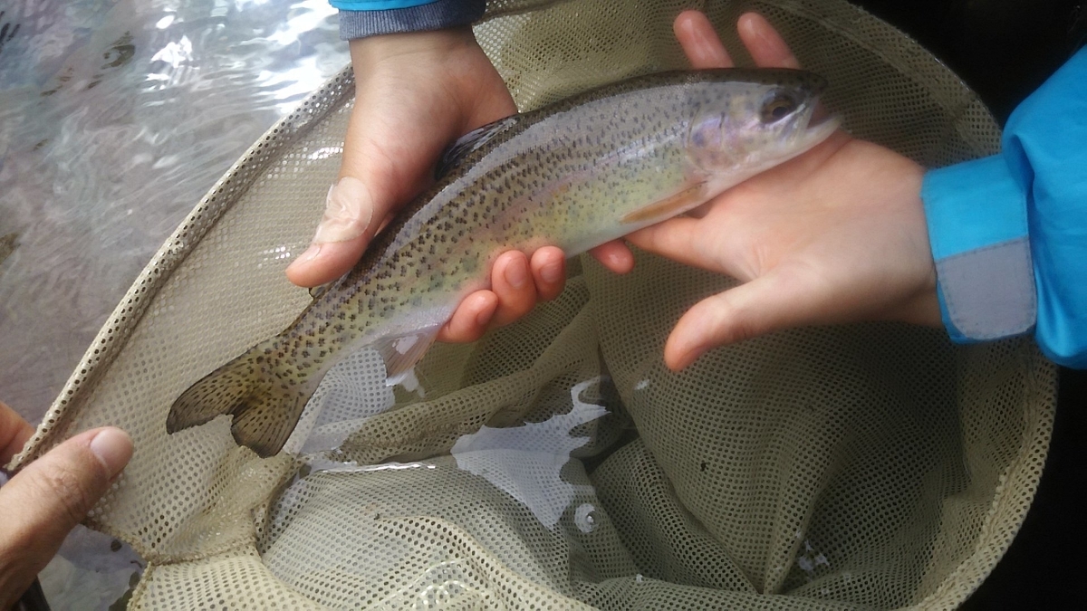 f:id:flyfisher417:20200608124443j:plain f:id:flyfisher417:20200608124443j:plain