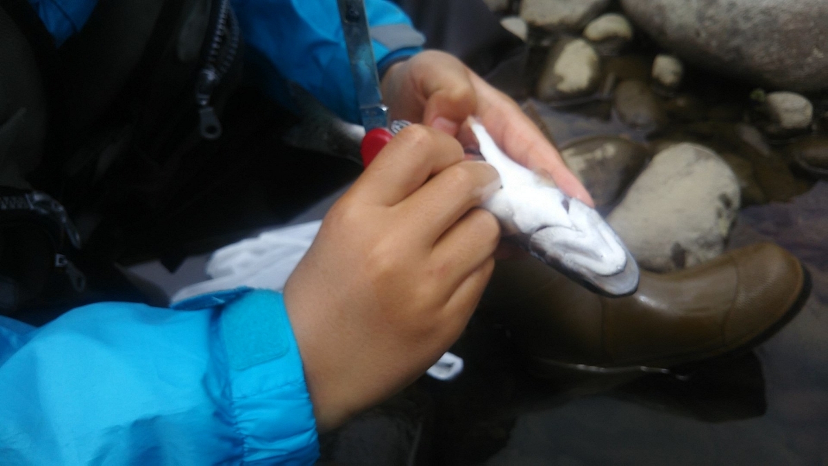 f:id:flyfisher417:20200608124824j:plain f:id:flyfisher417:20200608124824j:plain