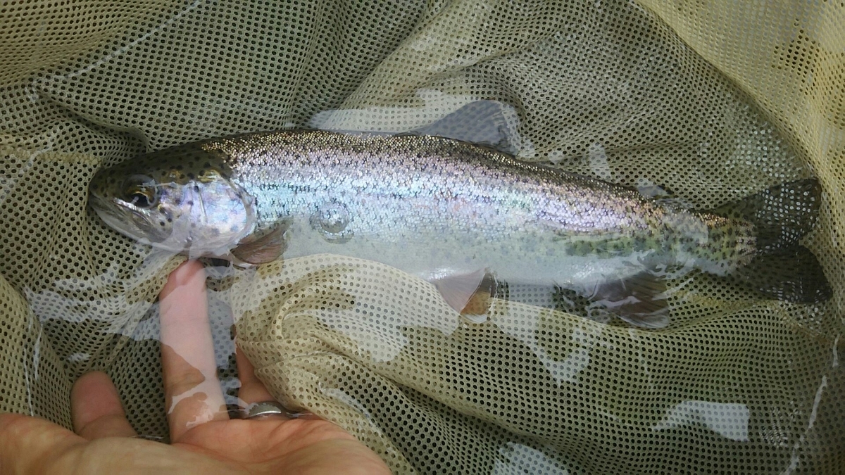 f:id:flyfisher417:20200609080705j:plain f:id:flyfisher417:20200609080705j:plain