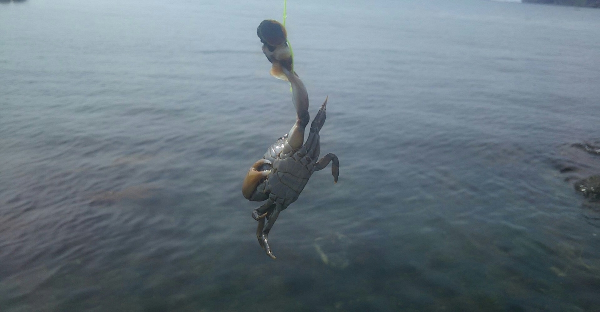 f:id:flyfisher417:20200705085708j:plain f:id:flyfisher417:20200705085708j:plain