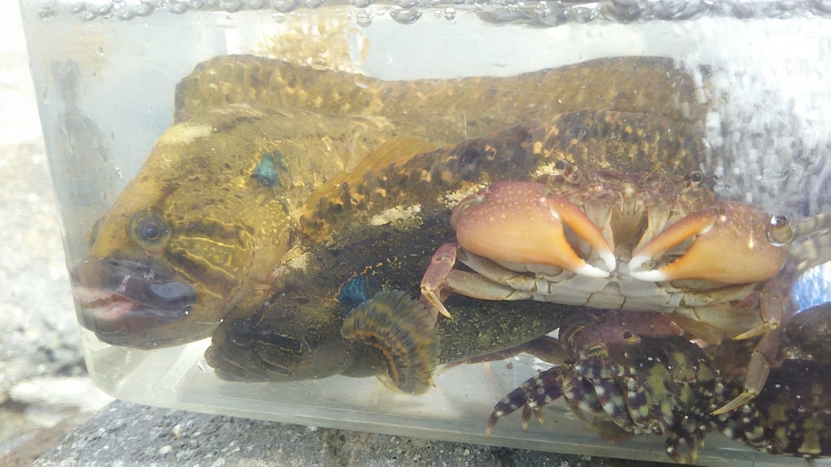 f:id:flyfisher417:20200705091048j:plain f:id:flyfisher417:20200705091048j:plain