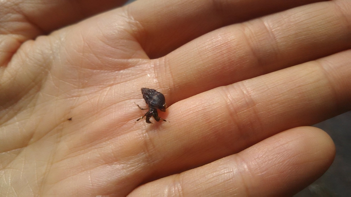 f:id:flyfisher417:20200705091438j:plain f:id:flyfisher417:20200705091438j:plain