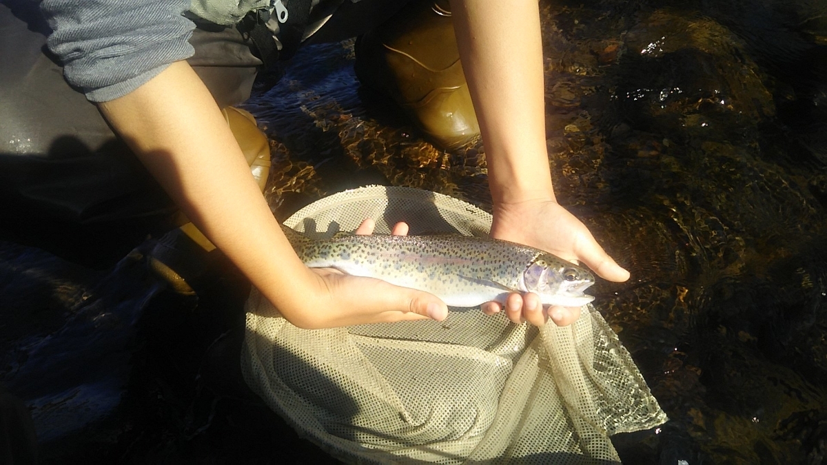 f:id:flyfisher417:20200720214113j:plain
