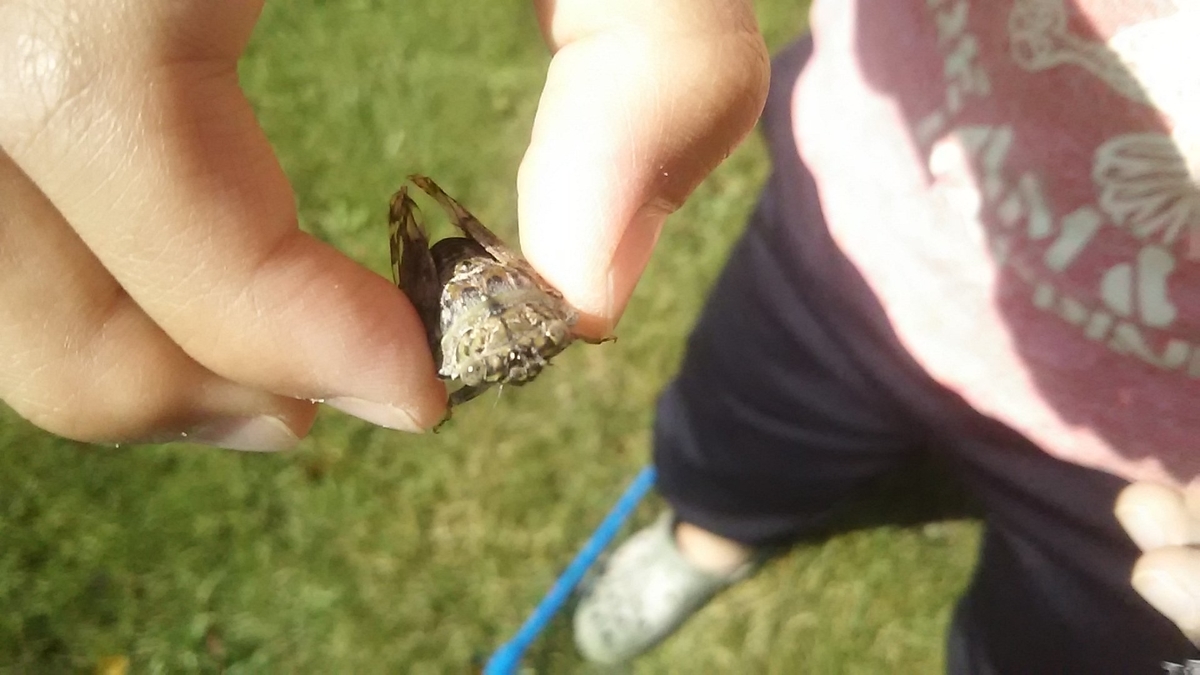 f:id:flyfisher417:20200725054129j:plain