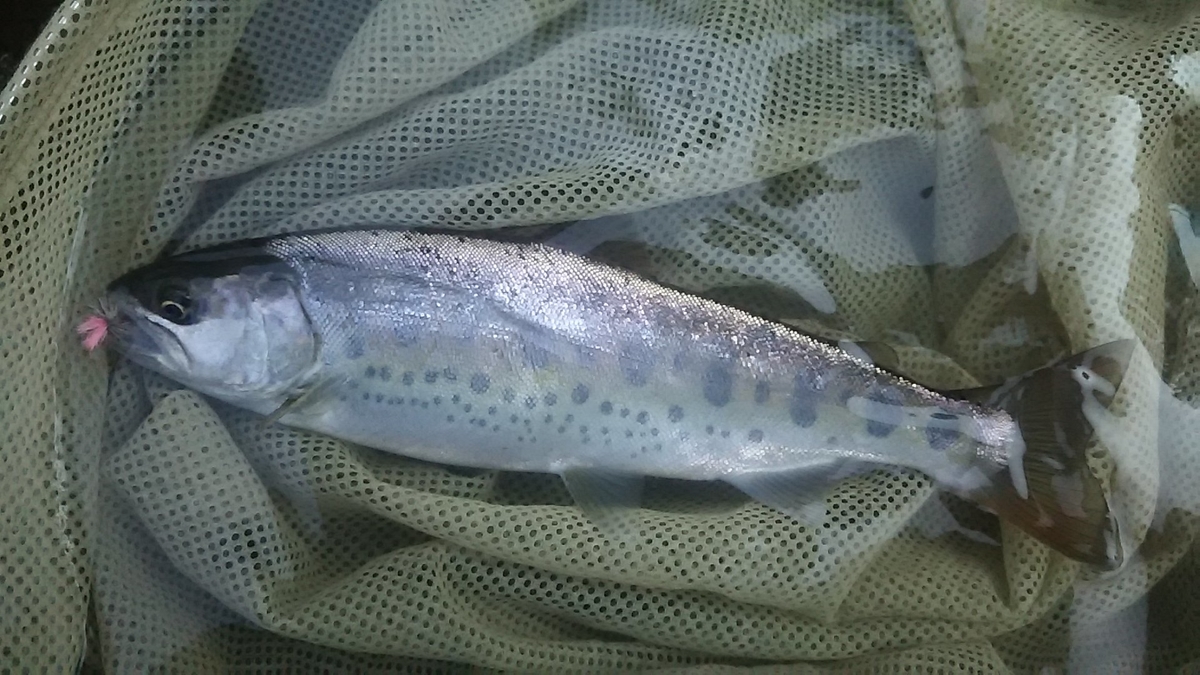 f:id:flyfisher417:20200725054652j:plain