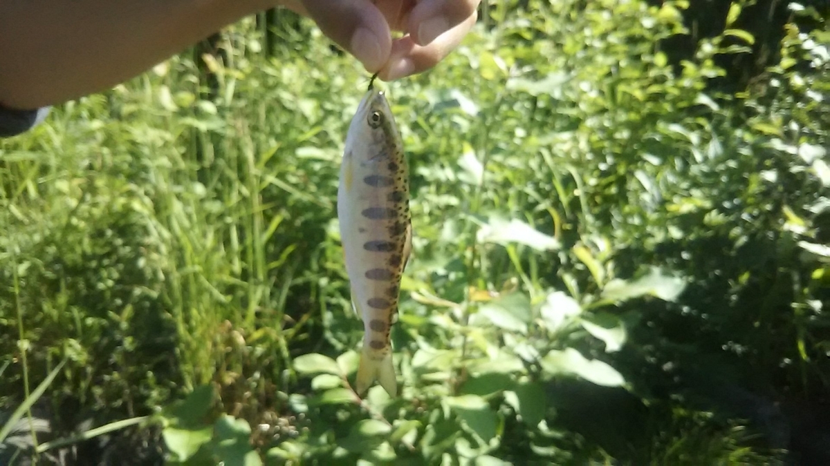 f:id:flyfisher417:20200725054714j:plain