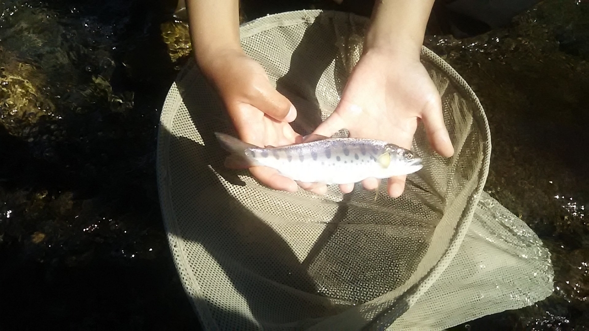 f:id:flyfisher417:20200725060500j:plain