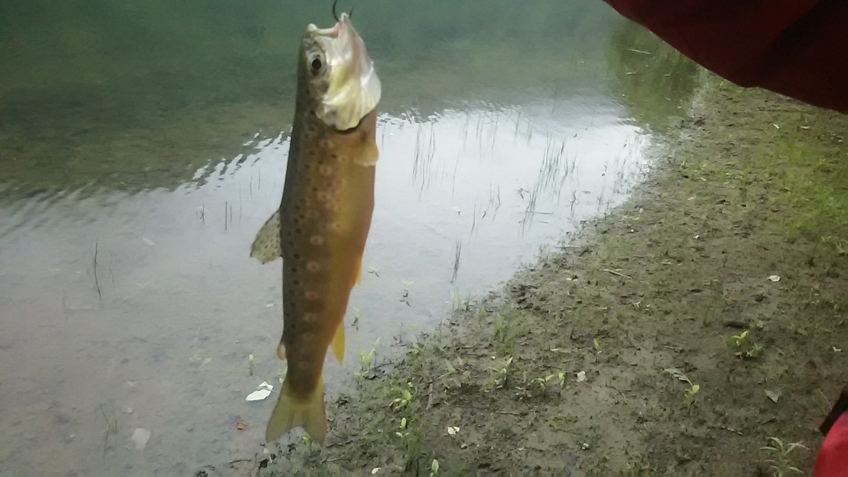 f:id:flyfisher417:20200730114523j:plain f:id:flyfisher417:20200730114523j:plain