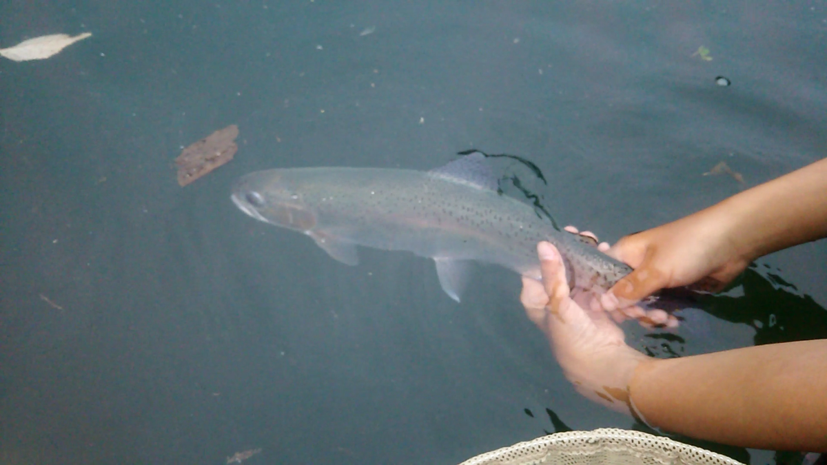 f:id:flyfisher417:20200730121012p:plain f:id:flyfisher417:20200730121012p:plain