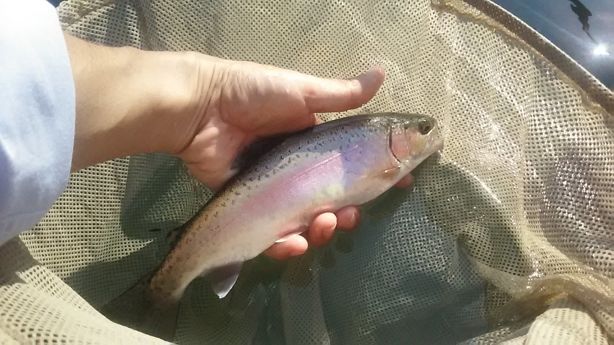 f:id:flyfisher417:20200802155154j:plain