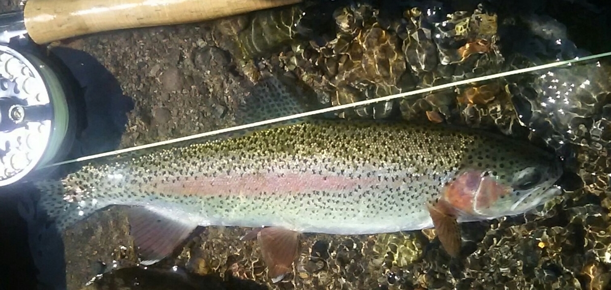 f:id:flyfisher417:20200802155445j:plain