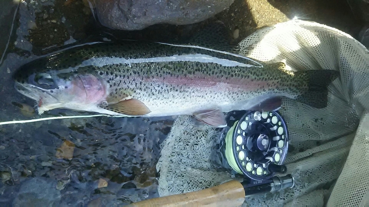 f:id:flyfisher417:20200802155621j:plain
