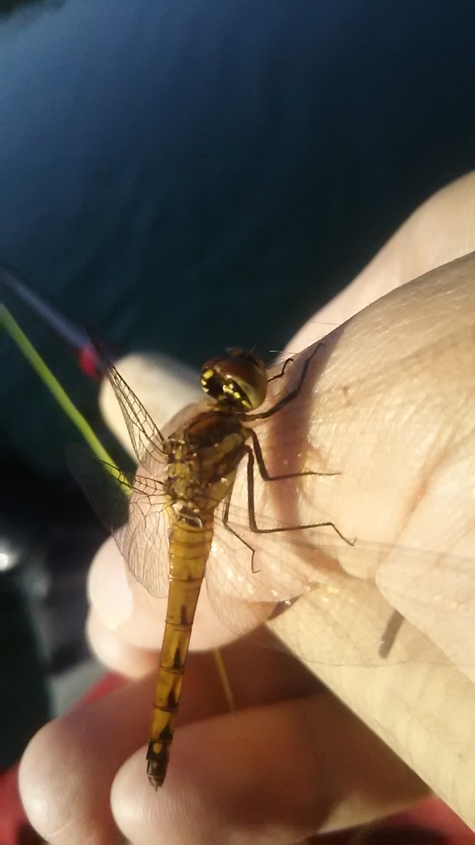 f:id:flyfisher417:20200802155806j:plain