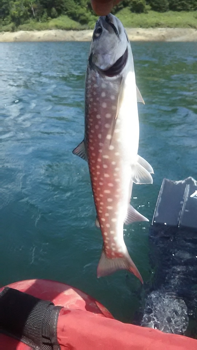 f:id:flyfisher417:20200802155911j:plain