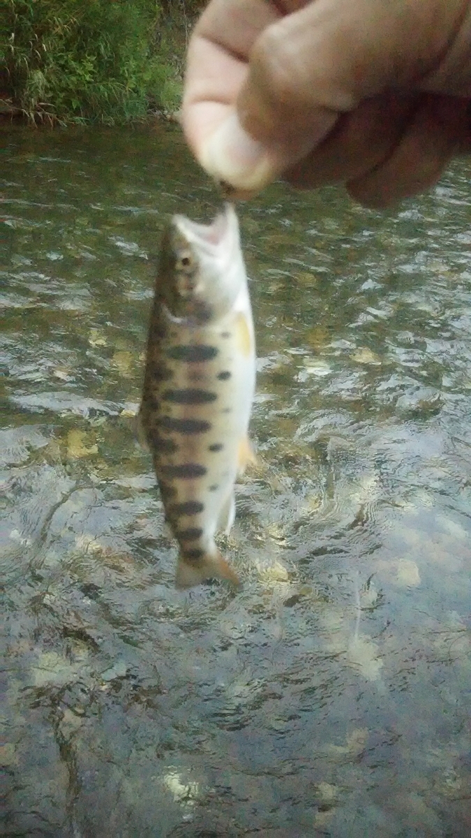 f:id:flyfisher417:20200817223302j:plain