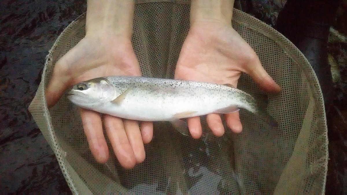 f:id:flyfisher417:20200819123612j:plain