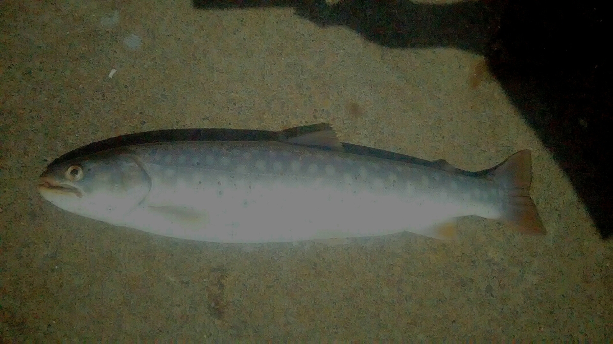 f:id:flyfisher417:20200819202922j:plain