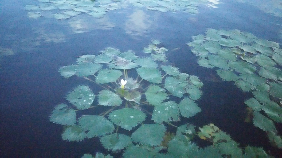 f:id:flyfisher417:20200821125034j:plain f:id:flyfisher417:20200821125034j:plain