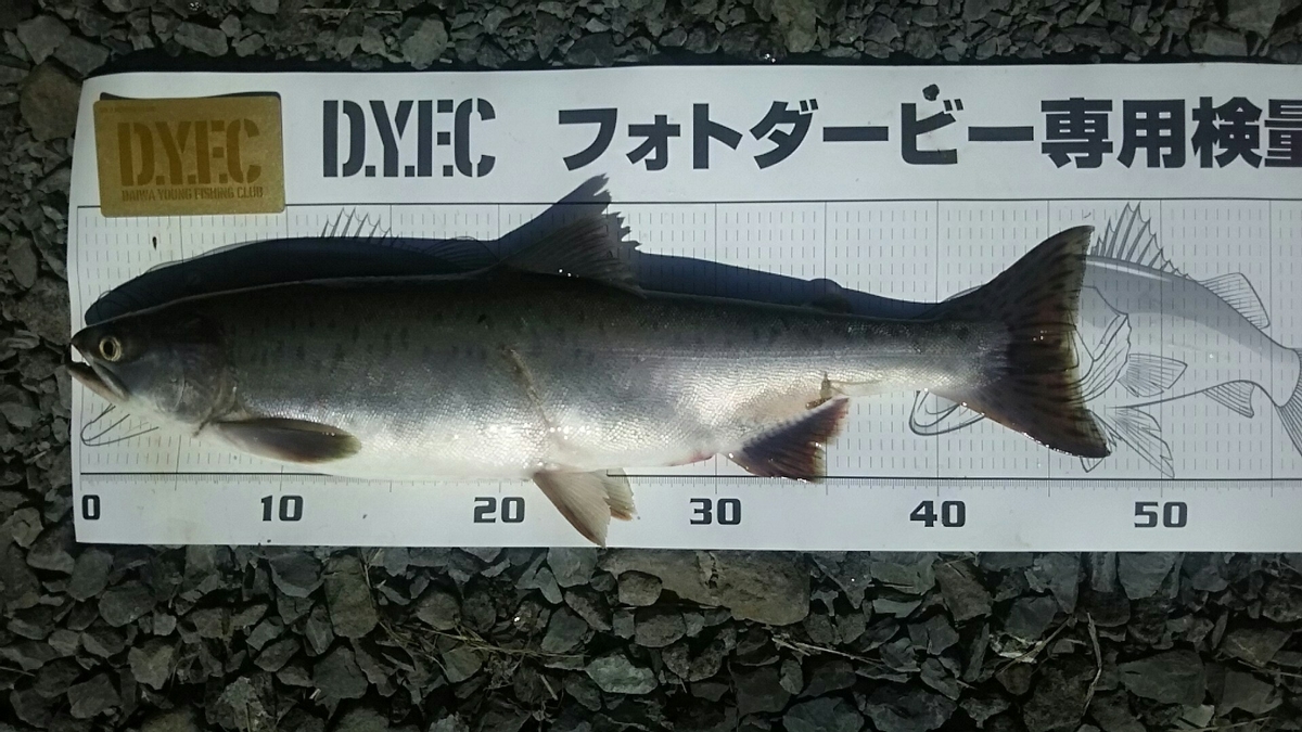 f:id:flyfisher417:20200824183849j:plain