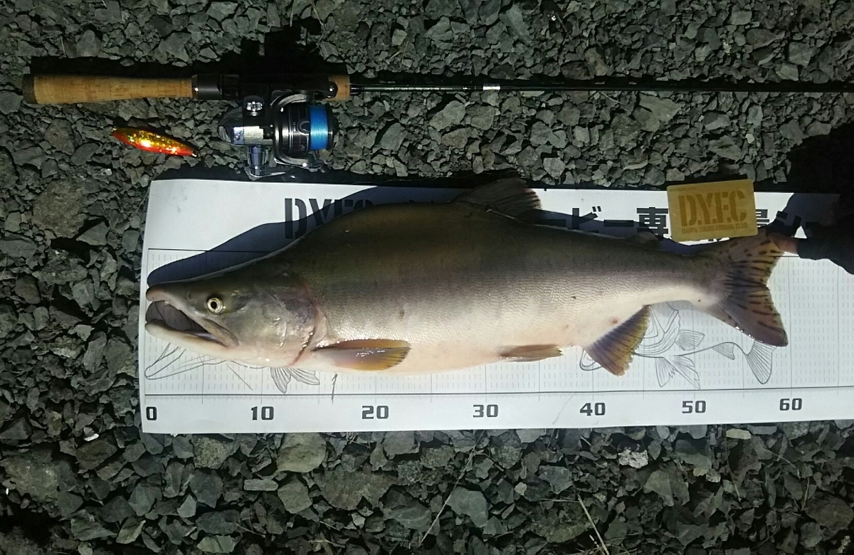 f:id:flyfisher417:20200824184715j:plain