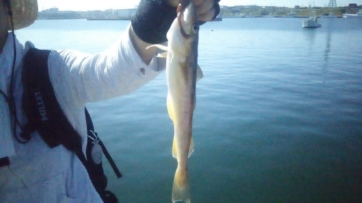 f:id:flyfisher417:20200824192029j:plain