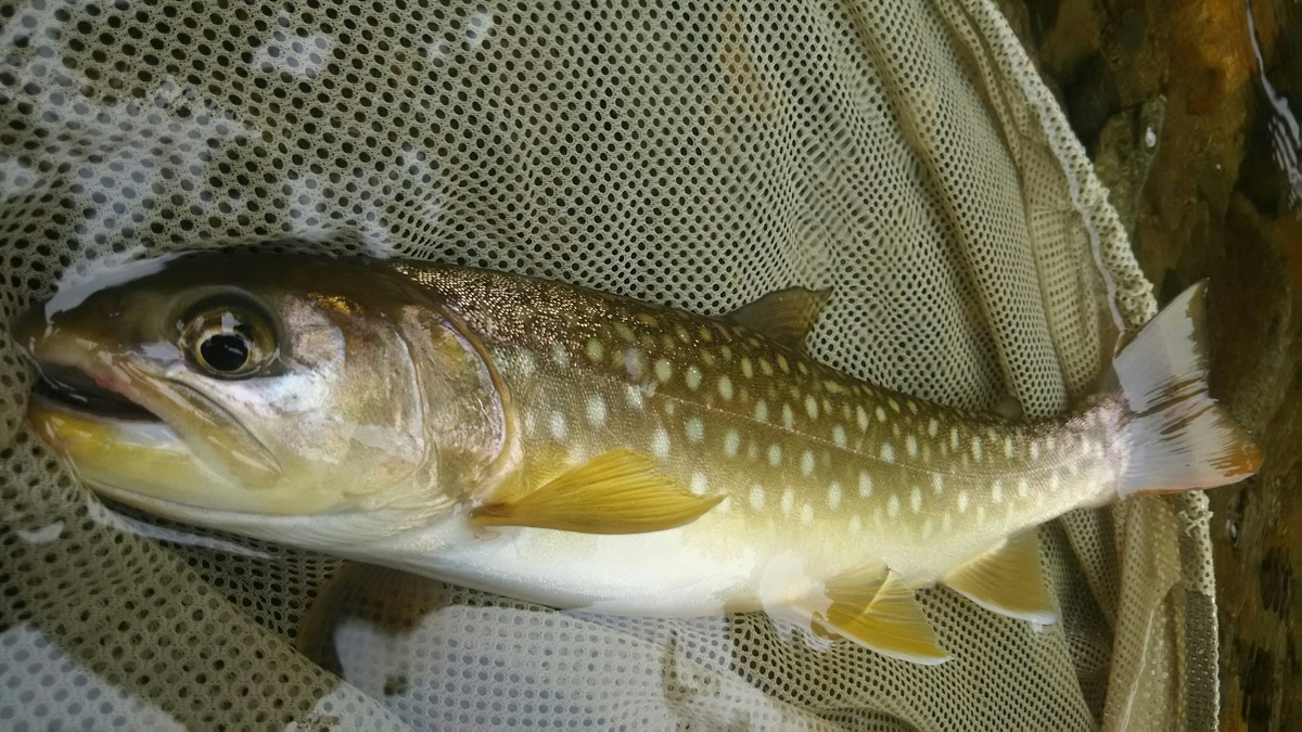 f:id:flyfisher417:20200901215346j:plain