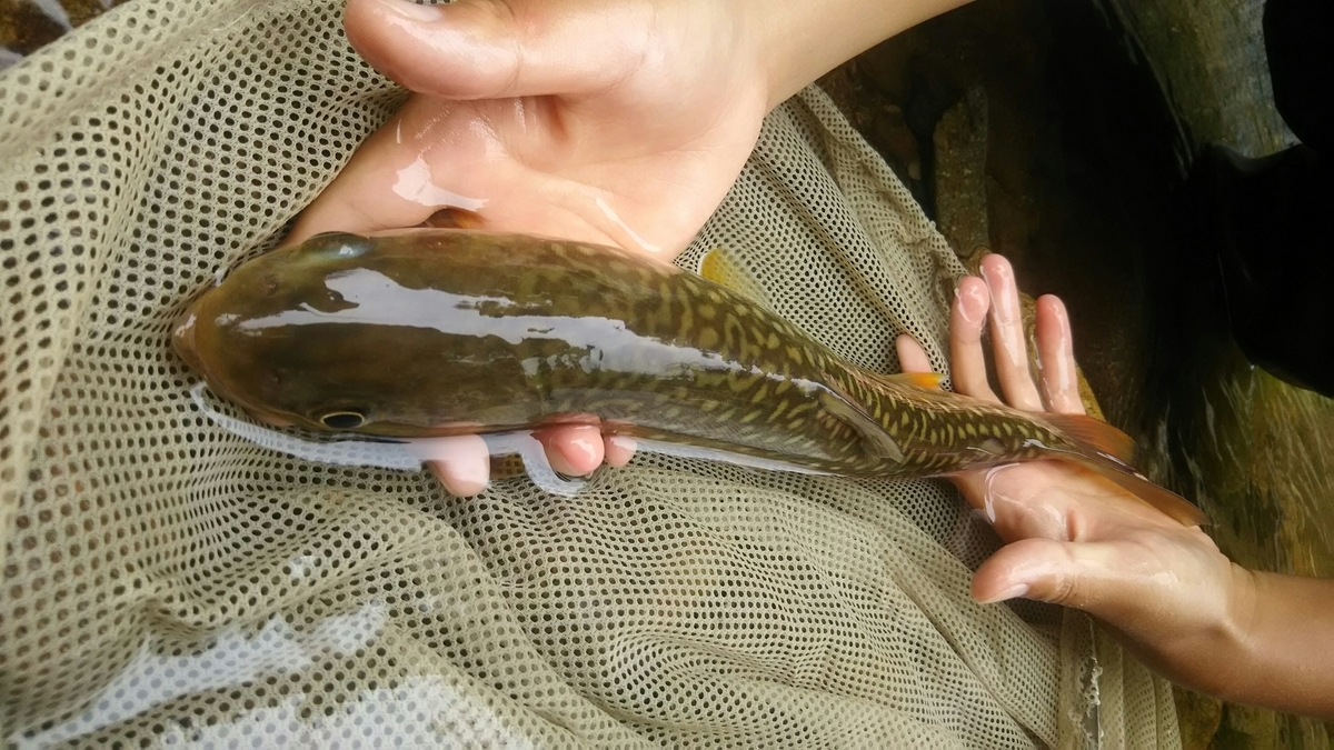 f:id:flyfisher417:20200901215415j:plain