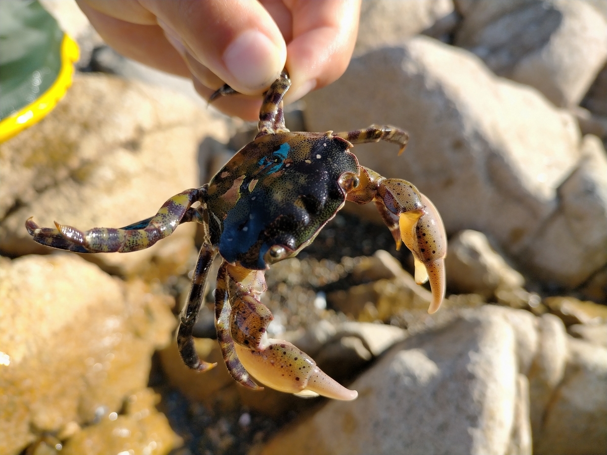 f:id:flyfisher417:20200902203244j:plain f:id:flyfisher417:20200902203244j:plain