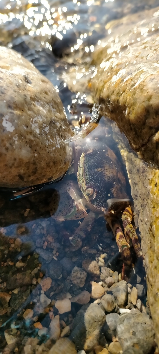 f:id:flyfisher417:20200902203334j:plain f:id:flyfisher417:20200902203334j:plain