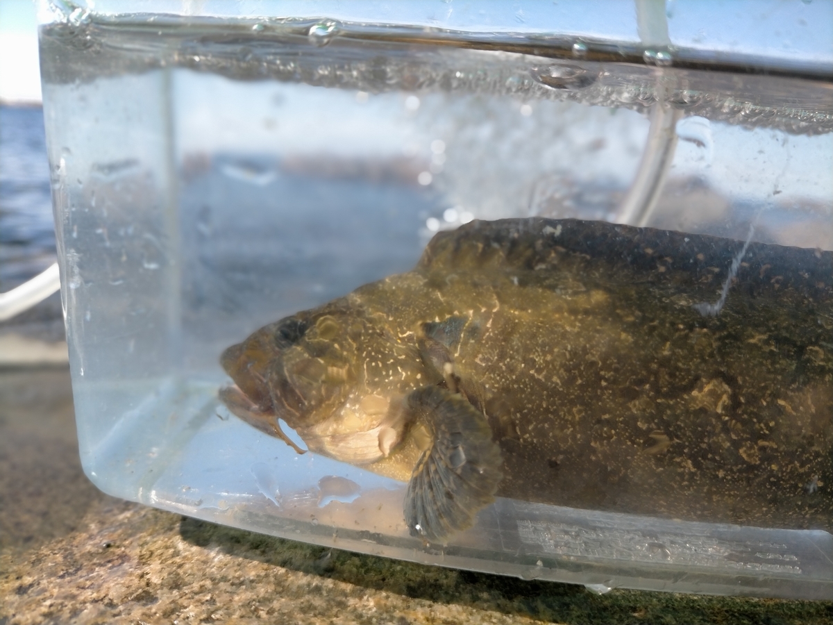 f:id:flyfisher417:20200902203536j:plain f:id:flyfisher417:20200902203536j:plain