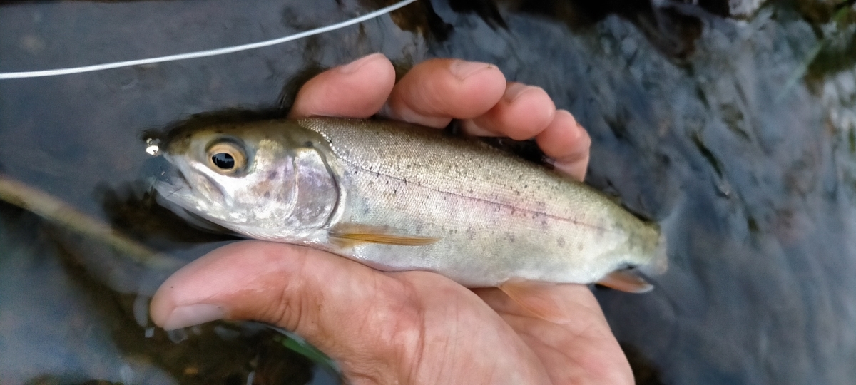 f:id:flyfisher417:20200903210241j:plain f:id:flyfisher417:20200903210241j:plain