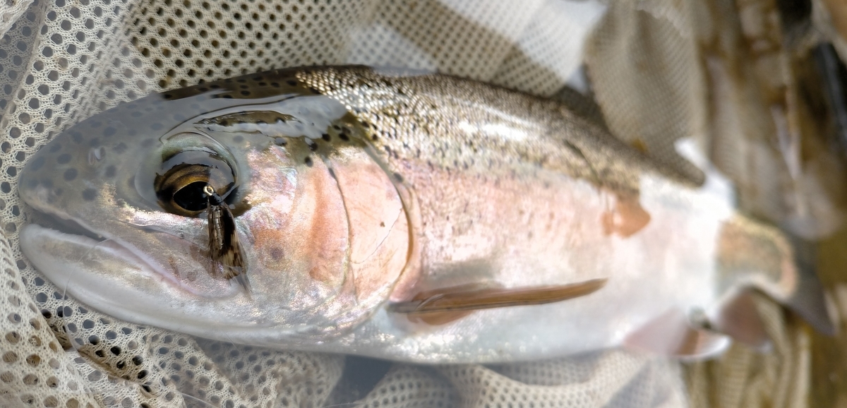 f:id:flyfisher417:20200903210521j:plain f:id:flyfisher417:20200903210521j:plain