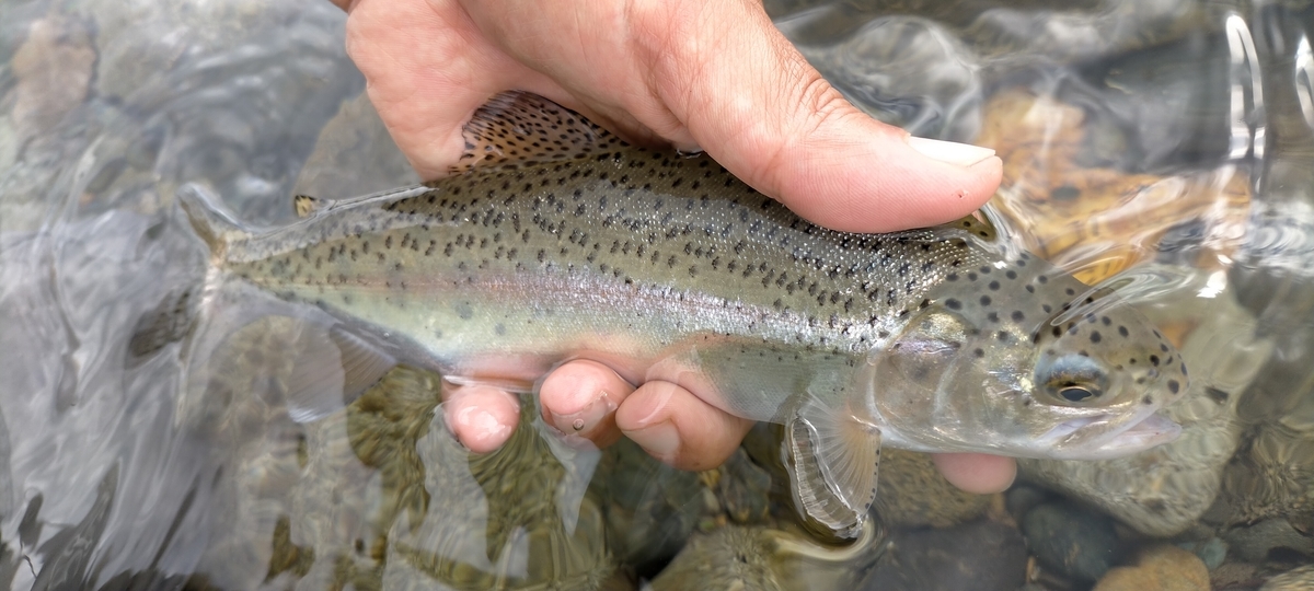 f:id:flyfisher417:20200903211049j:plain f:id:flyfisher417:20200903211049j:plain