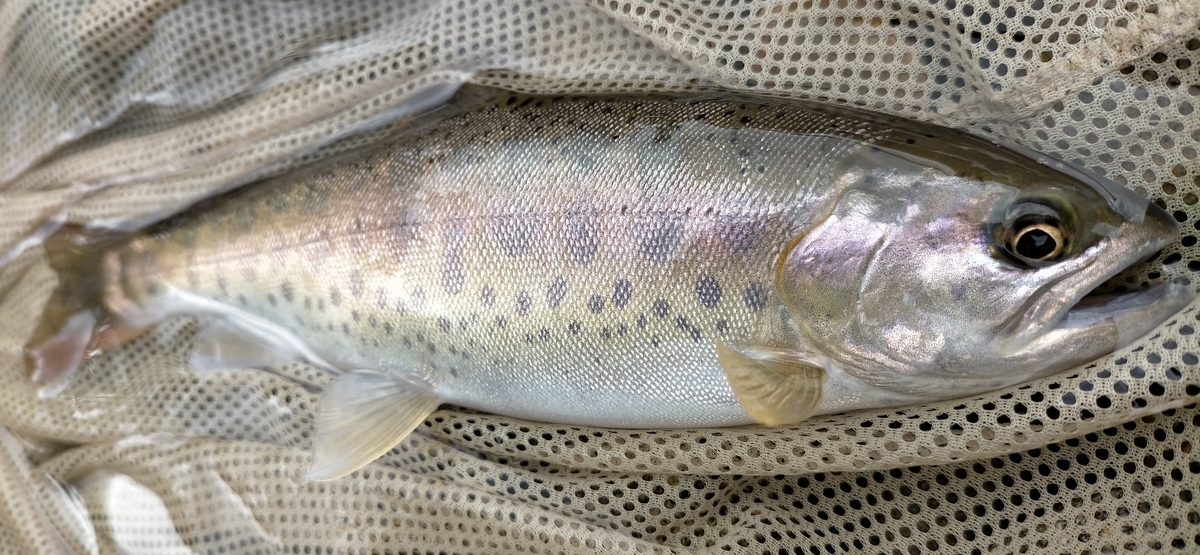 f:id:flyfisher417:20200903211151j:plain f:id:flyfisher417:20200903211151j:plain