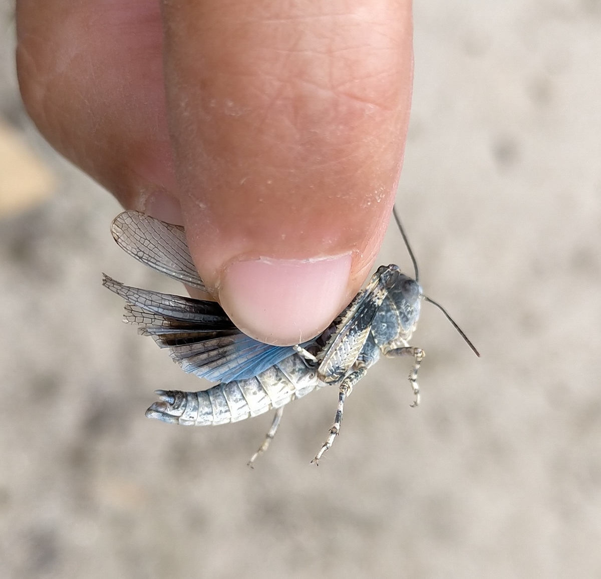 f:id:flyfisher417:20200903211225j:plain f:id:flyfisher417:20200903211225j:plain