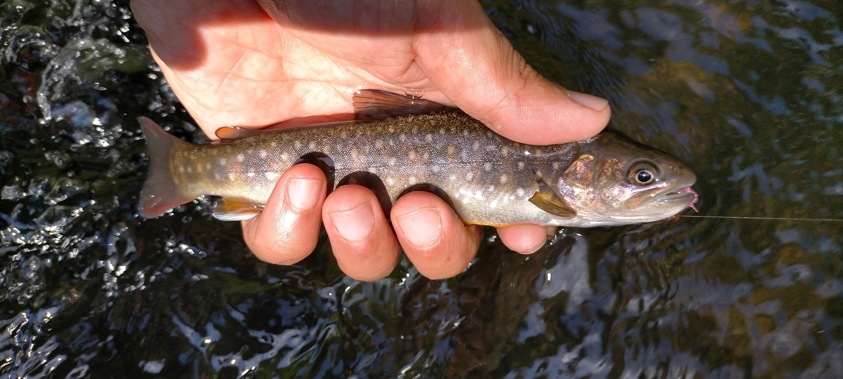 f:id:flyfisher417:20200907223525j:plain
