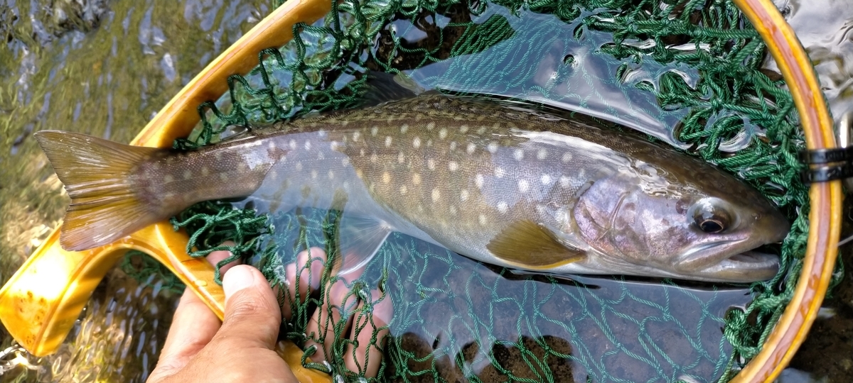 f:id:flyfisher417:20200907225253j:plain
