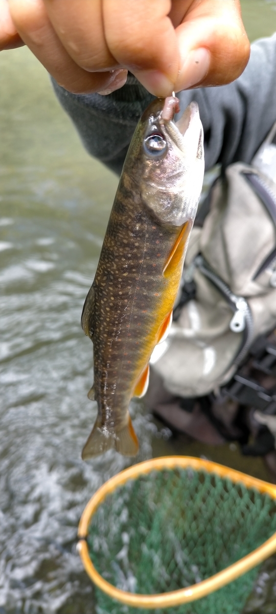 f:id:flyfisher417:20200907225704j:plain