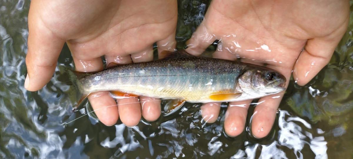 f:id:flyfisher417:20200907225742j:plain