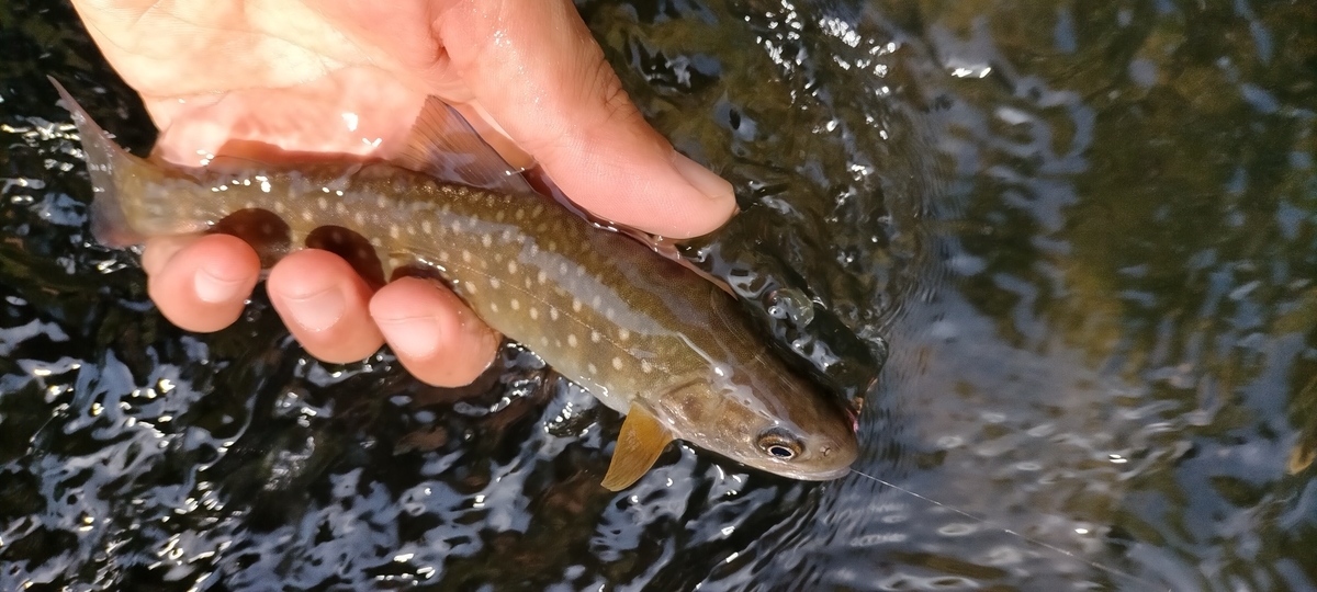 f:id:flyfisher417:20200907225852j:plain