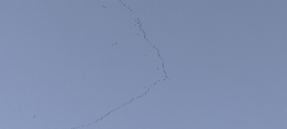 f:id:flyfisher417:20201019194201j:plain