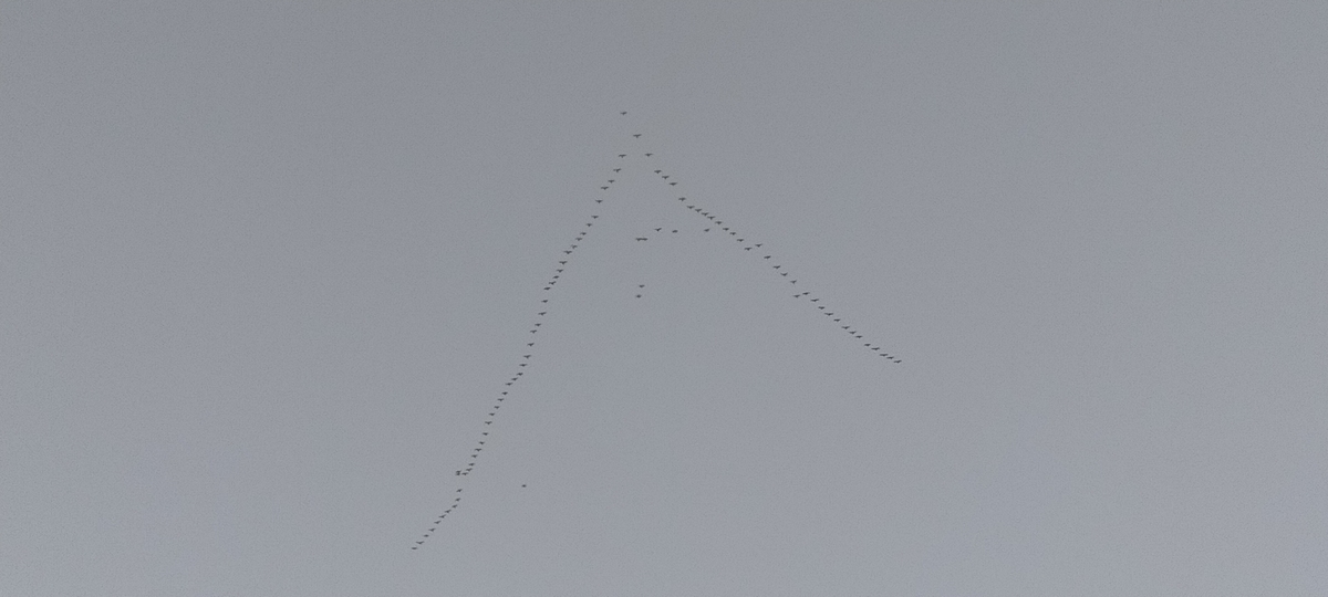 f:id:flyfisher417:20201019194318j:plain