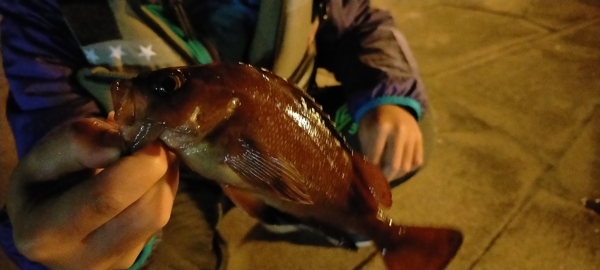 f:id:flyfisher417:20201019202146j:plain