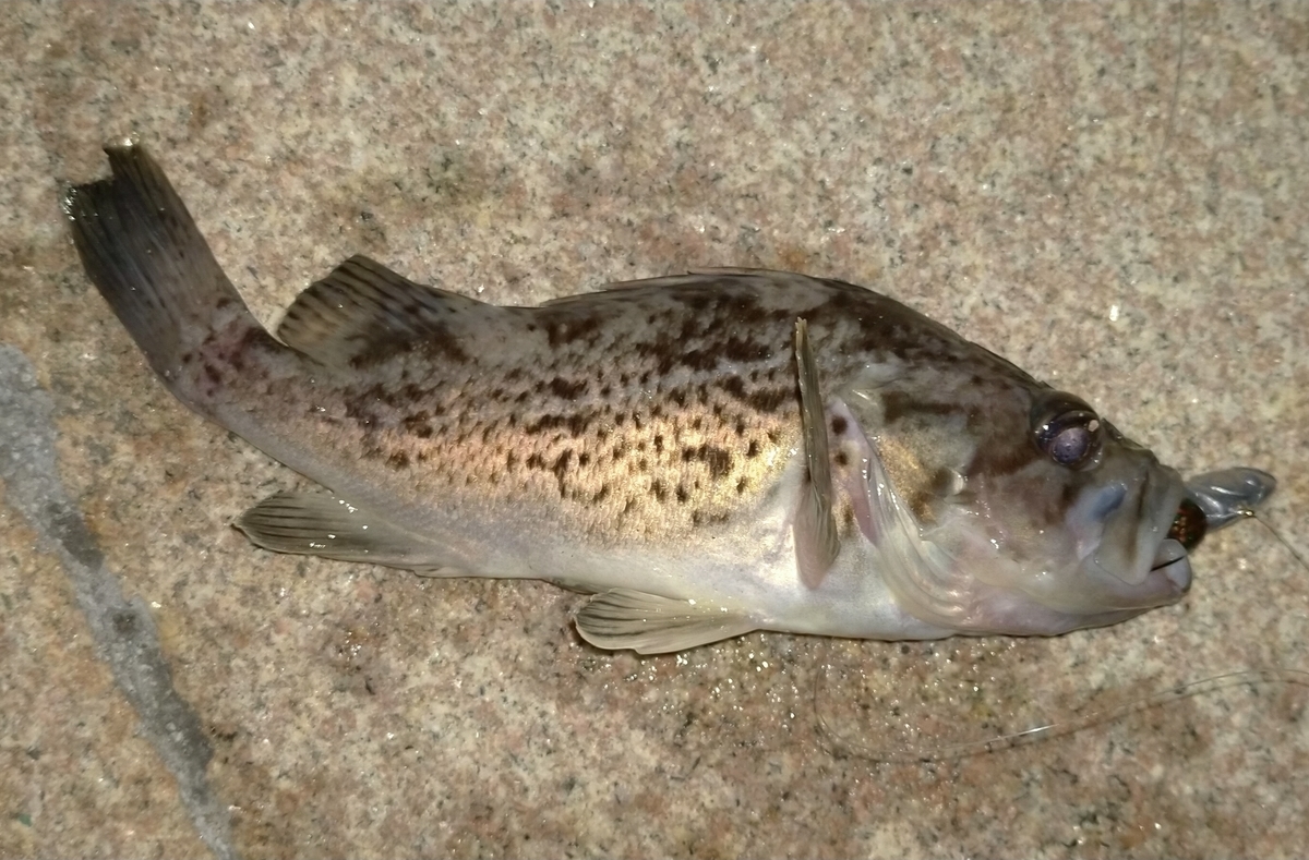 f:id:flyfisher417:20201019202241j:plain