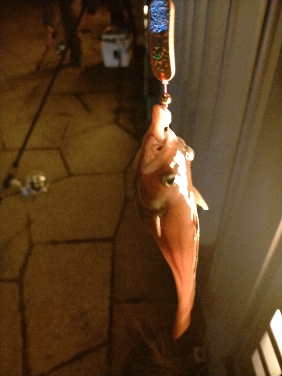 f:id:flyfisher417:20201019203006j:plain