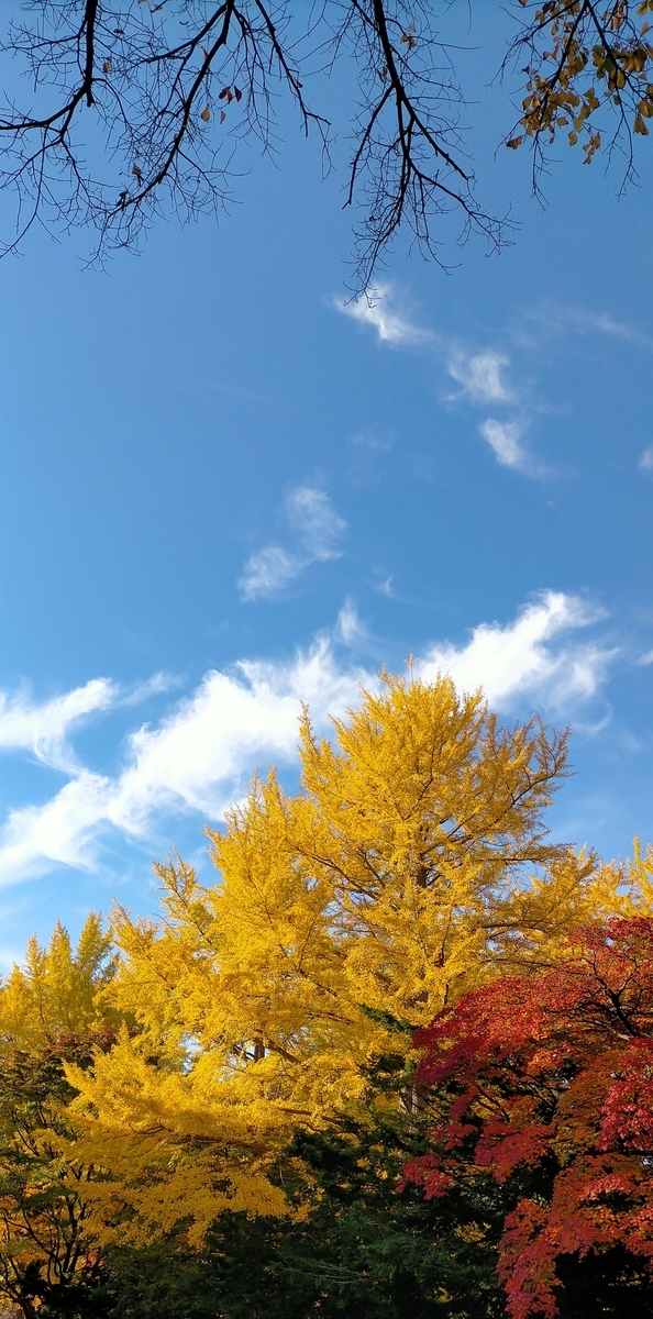 f:id:flyfisher417:20201029171322j:plain