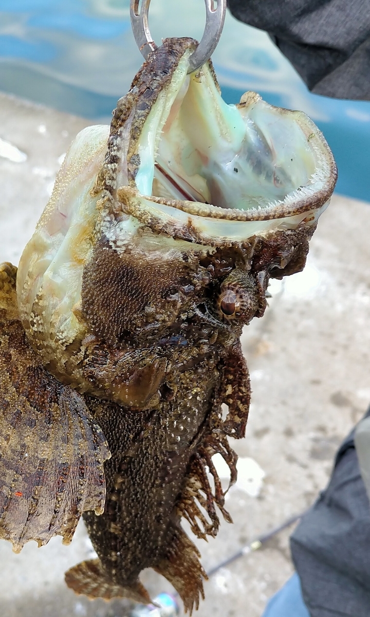 豊浦 熊石 秋の道南釣り旅 11 1 チミとぺ日記 豊浦 熊石 秋の道南釣り旅 11 1 チミとぺ日記