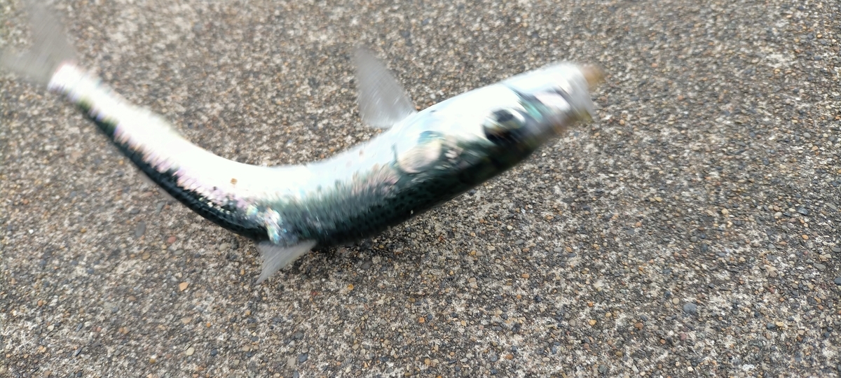 f:id:flyfisher417:20201102232028j:plain f:id:flyfisher417:20201102232028j:plain